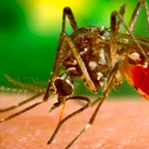 Usted es importante en la prevención del dengue