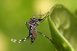 Boletín prevención del dengue jornada 20 y 21 de febrero